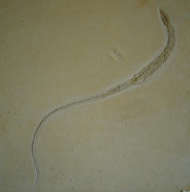 Pleurosaurus ginsburgi Bild ©